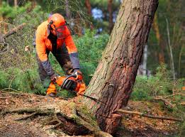 How Our Tree Care Process Works  in  Warm Springs, CA